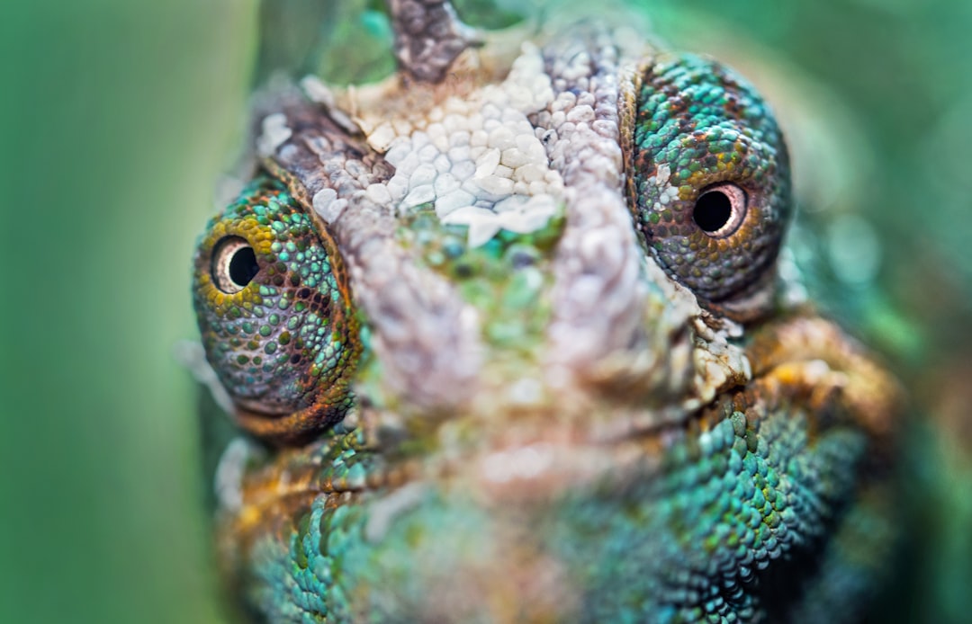 Meccha Chameleon: The Ultimate Color-Changing Master Photo chameleon